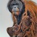 Orangutang 2